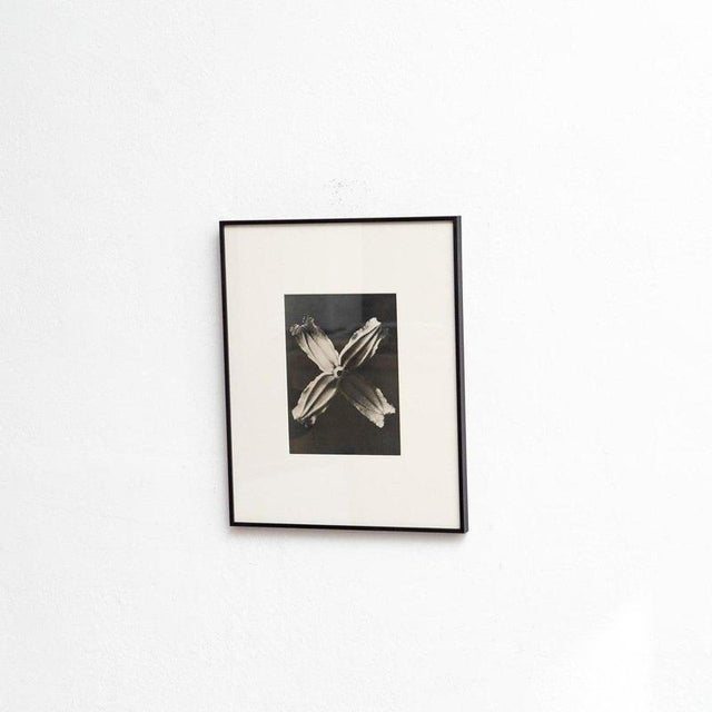 Karl Blossfeldt, Natural Grace, 1942, Photogravure, Framed For Sale - Image 10 of 13