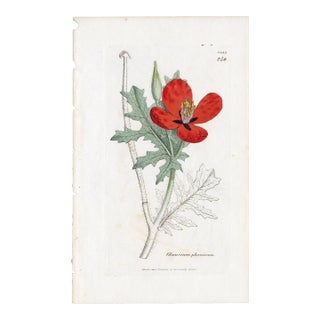 Antique Hand-Colored Botanical Print by the Sowerby Family — English Botany Series (C. 19th Century) Q For Sale