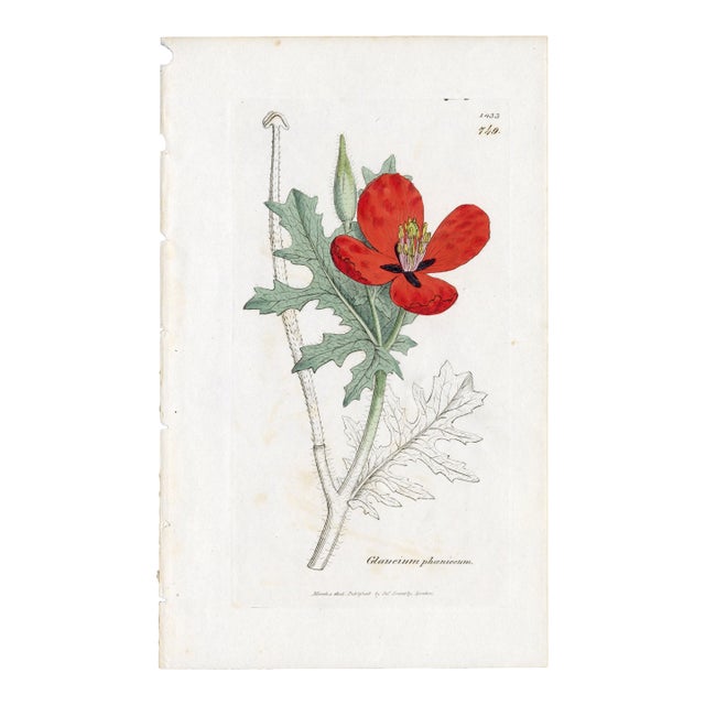 Antique Hand-Colored Botanical Print by the Sowerby Family — English Botany Series (C. 19th Century) Q For Sale