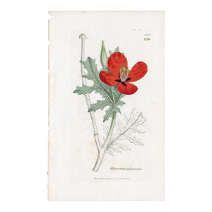 Antique Hand-Colored Botanical Print by the Sowerby Family — English Botany Series (C. 19th Century) Q