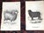 Authentic Antique 19th Century Sheep Stone Lithographs - Set of 12 For Sale - Image 4 of 9