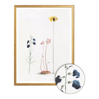Celerie Kemble Curated Australian Botanical III (40x60) in Gold Frame For Sale