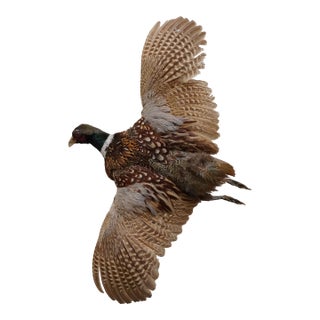 Taxidermy Flying Pheasant For Sale