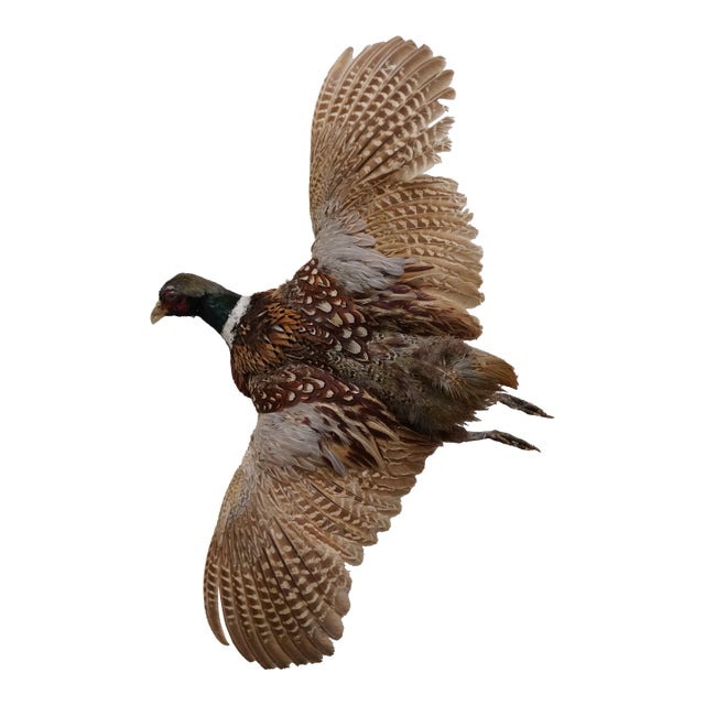 Taxidermy Flying Pheasant For Sale
