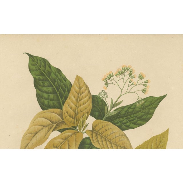 Hoola van Nooten, White Birdcatcher Tree, 1880, Chromolithograph For Sale - Image 6 of 9