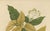 Hoola van Nooten, White Birdcatcher Tree, 1880, Chromolithograph For Sale - Image 6 of 9