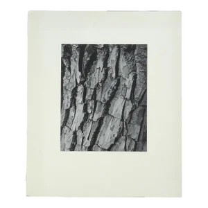 Modernist "Tree Bark" Photograph Dean W Hand