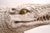 Fiberglass Crocodile in White Paint Surface For Sale In New York - Image 6 of 10
