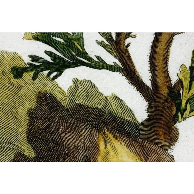 18th Century Botanical Seaweed Print From Natural Curiosities For Sale - Image 10 of 13