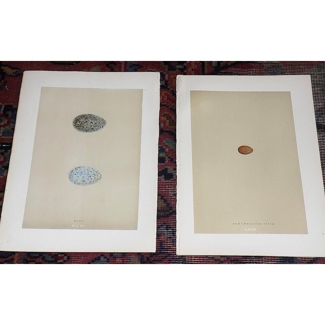 This set of twelve (12) authentic antique 19th century hand colored lithographs depicts various British birds' eggs. They...