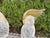 Gold 1950s Pair of Murano Glass Parrots For Sale - Image 8 of 11