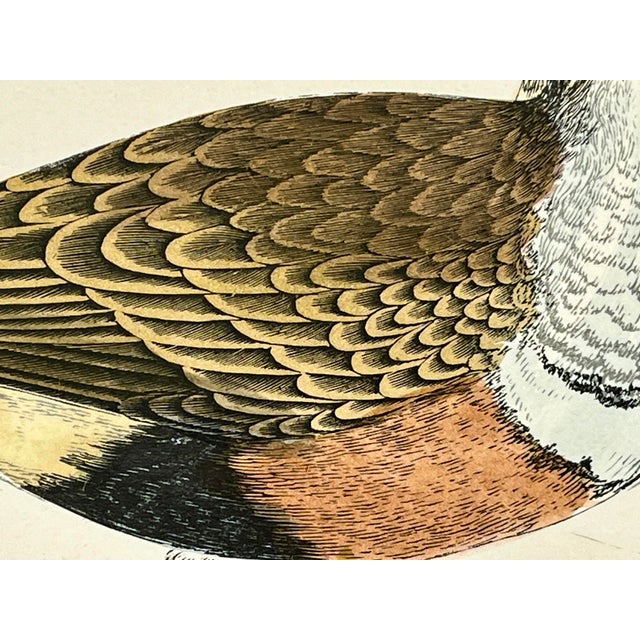 Antique Hand Tinted Bird Print From England Featuring a Brown Dotterel - Circa 1888 For Sale In Dallas - Image 6 of 11
