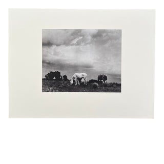 1930's Photogravure Titled 'Grazing Horses", by Paul Strand For Sale