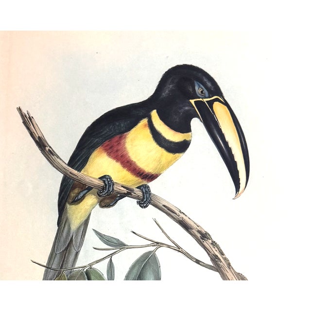 Printmaking Materials Original Mid-19th-Century John Gould “Pteroglossus Poecilosternus” Hand-Colored Toucan Lithograph For Sale - Image 7 of 9
