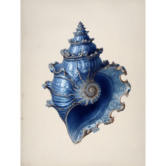 Blue Set of 6 – Blue Conch Shells Collection | Coastal Natural History Fine Art Prints For Sale - Image 8 of 14