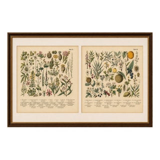 M. Fünfstück, Exotic Plants & Fruit Trees, 1890s, Chromolithograph, Set of 2 For Sale