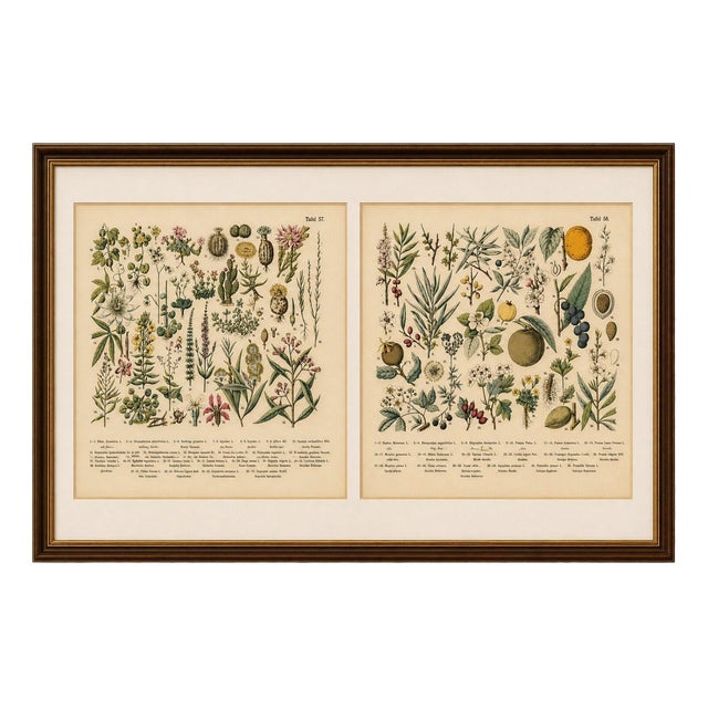 M. Fünfstück, Exotic Plants & Fruit Trees, 1890s, Chromolithograph, Set of 2 For Sale