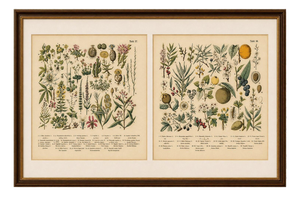 M. Fünfstück, Exotic Plants & Fruit Trees, 1890s, Chromolithograph, Set of 2
