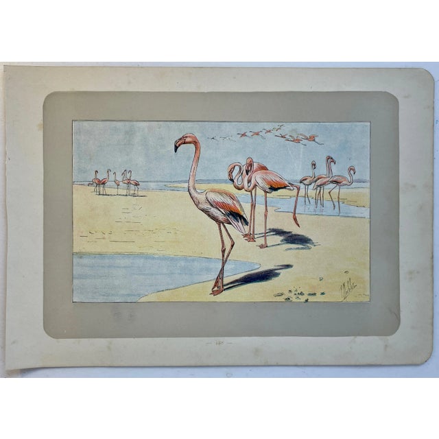 1907 French Photogravure Print of Flamingos For Sale - Image 4 of 4