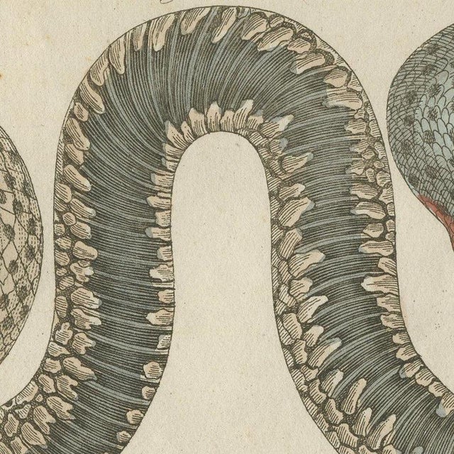 Bertuch, Two Snakes with Bold Head Markings, 1805, Print For Sale - Image 4 of 12
