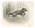 After Lilian Medland, Diving Duck, 1909, Print For Sale