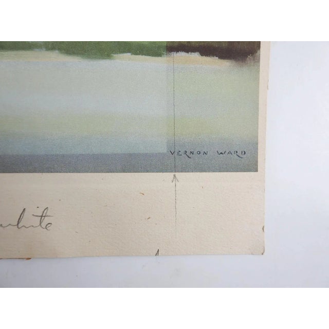 Vintage mid 20th century print on paper of swan in flight by Vernon Ward (1905-1985) England. Unframed, print is mounted...