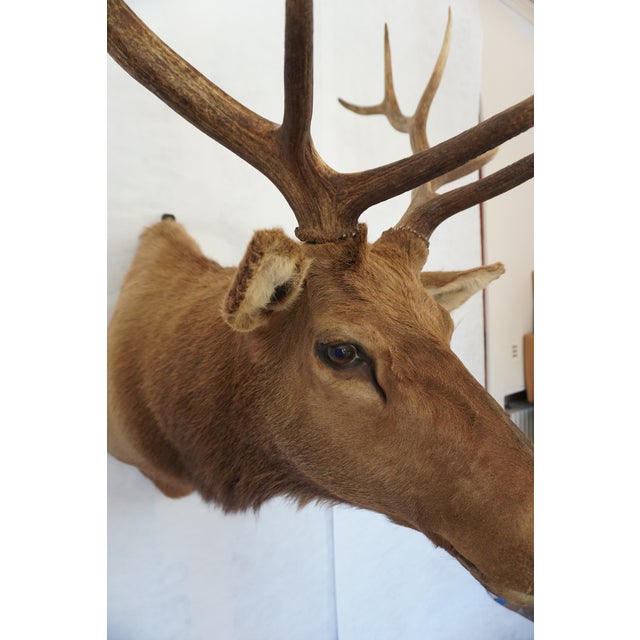 Animal Skin Elk Trophy Head Mount For Sale - Image 7 of 18