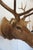 Animal Skin Elk Trophy Head Mount For Sale - Image 7 of 18