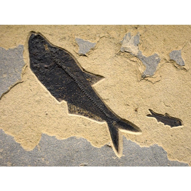 Contemporary Fossil Fish Mural 8460am For Sale - Image 3 of 5