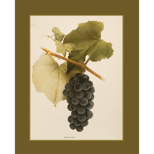 Paper 1900s U. P. Hedrick, Original Antique Photogravure of Moore Early Grapes For Sale - Image 7 of 8