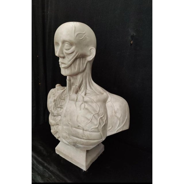 Jean-Antoine Houdon, Anatomical Bust from the Houdon Model, Carrara Marble For Sale - Image 4 of 12