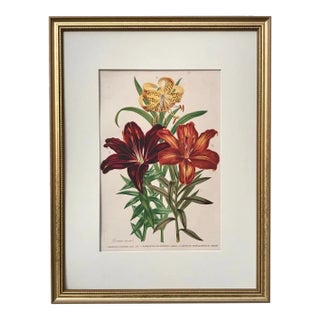 Antique Tropical Hibiscus Floral Botanical Color Lithograph Print 1896 For Sale