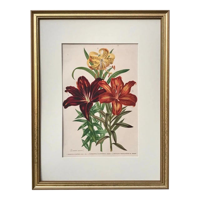 Antique Tropical Hibiscus Floral Botanical Color Lithograph Print 1896 For Sale