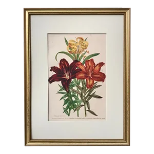 Antique Tropical Hibiscus Floral Botanical Color Lithograph Print 1896