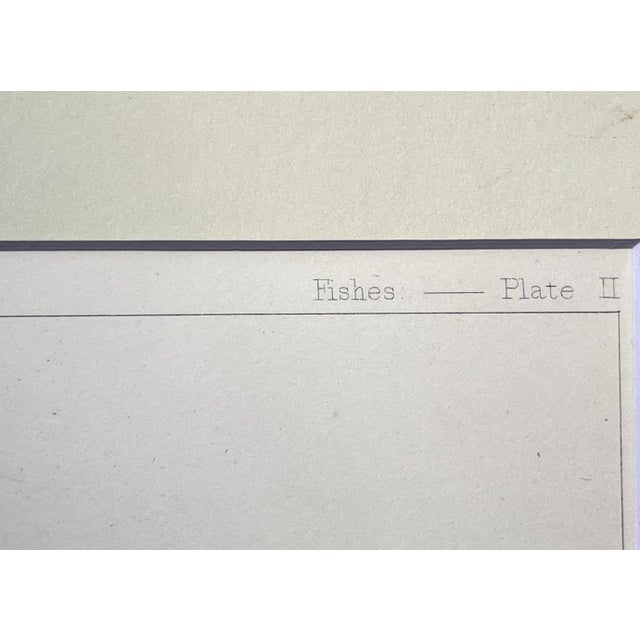 Antique Lithograph of California Perch Fish C. 1860 For Sale - Image 4 of 6