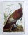 John James Audubon Wild Turkey Plate #1 Havell Oppenheimer Edition For Sale - Image 13 of 13