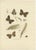 Sepp & Brants, Satyrus Statilinus Butterflies, 1905, Paper, Set of 2 For Sale - Image 3 of 13