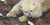 A pencil signed and numbered limited edition print of Carl Brenders' "Top of the World - Polar Bear," released by Mill...