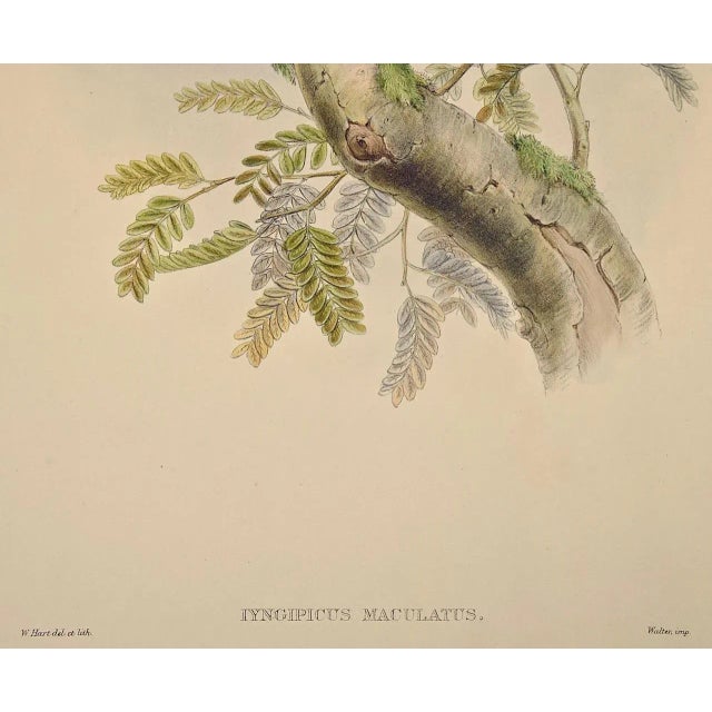 Mid 19th Century Woodpeckers, Sonnerat's Pygmy: A 19th C. Gould Hand-Colored Lithograph, 1850 For Sale - Image 5 of 6