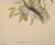 Mid 19th Century Woodpeckers, Sonnerat's Pygmy: A 19th C. Gould Hand-Colored Lithograph, 1850 For Sale - Image 5 of 6