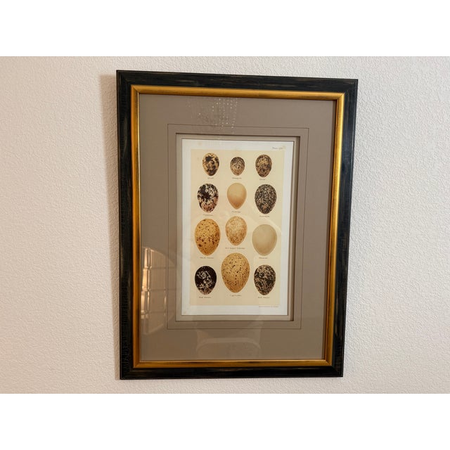 Ethan Allen Ethan Allen Eggs of British Birds I For Sale - Image 4 of 13