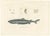 After Oudart, Greenland Shark with Anatomical Details, 1845, Print For Sale - Image 11 of 11