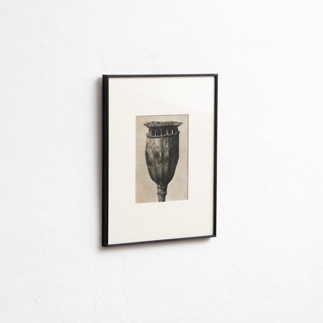 Karl Blossfeldt, Natural Grace, 1942, Photogravure, Framed For Sale - Image 7 of 13