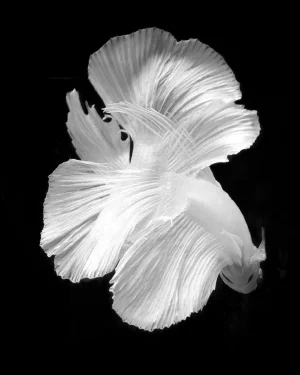 "Betta 30" Contemporary Original Black and White Photograph by Michael Filonow