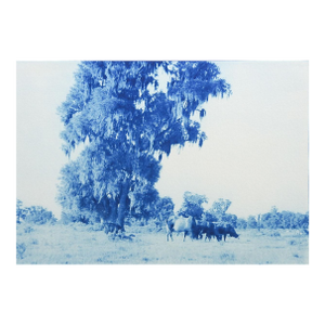 Late 20th Century Blue Cyanotype Pastoral Landscape With Cows Photograph