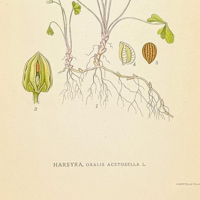 Original Swedish chromolithograph of wood sorrel (Oxalis acetosella) from Carl Axel Lindman’s Bilder ur Nordens Flora.