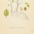 Original Swedish chromolithograph of wood sorrel (Oxalis acetosella) from Carl Axel Lindman’s Bilder ur Nordens Flora.