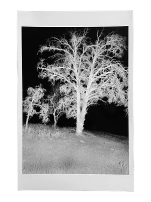 "X-Ray Tree 3" Contemporary Black and White Photograph Print by Gleb Derujinsky