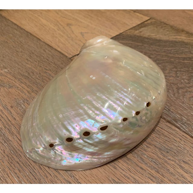 Mid 20th Century Mid 20th Century Abalone Shell For Sale - Image 5 of 6