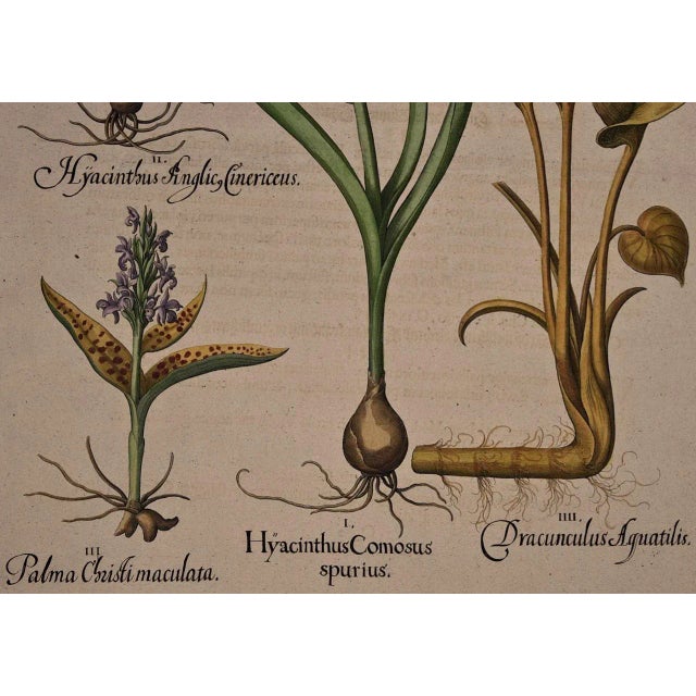 Basilius BeslerFlowering Hyacinth & Calla Plants: A Besler Hand-Colored Botanical Engraving, 1713 For Sale In San Francisco - Image 6 of 7